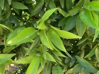 Photo #3: 240016335 Listing