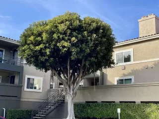 Photo #2: 250025026 Listing