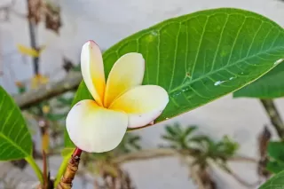 Photo #2: NDP2603733 Listing 