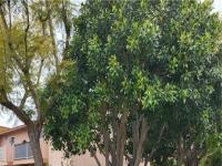 Browse active condo listings in DIAMANTE