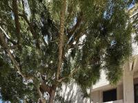 More Details about MLS # 250026434 : 8490 VIA SONOMA UNIT 12